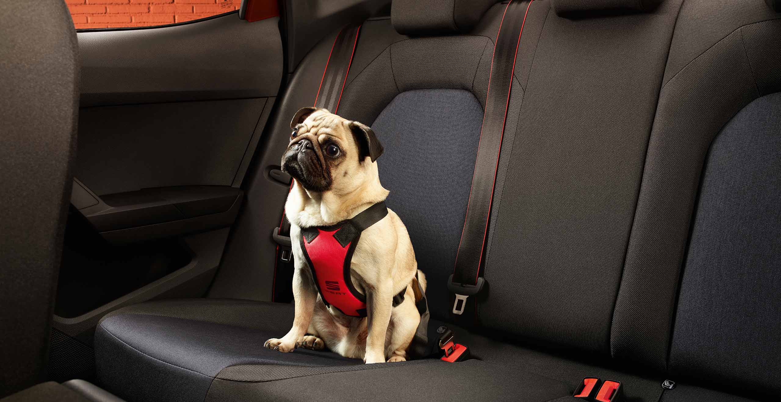Un chien assis sur la banquette arrière d’une SEAT Ibiza avec un harnais